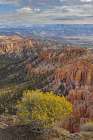 Golden rabbitbrush along rim of Bryce Canyon, Bryce Canyon National Park, Utah Art Print